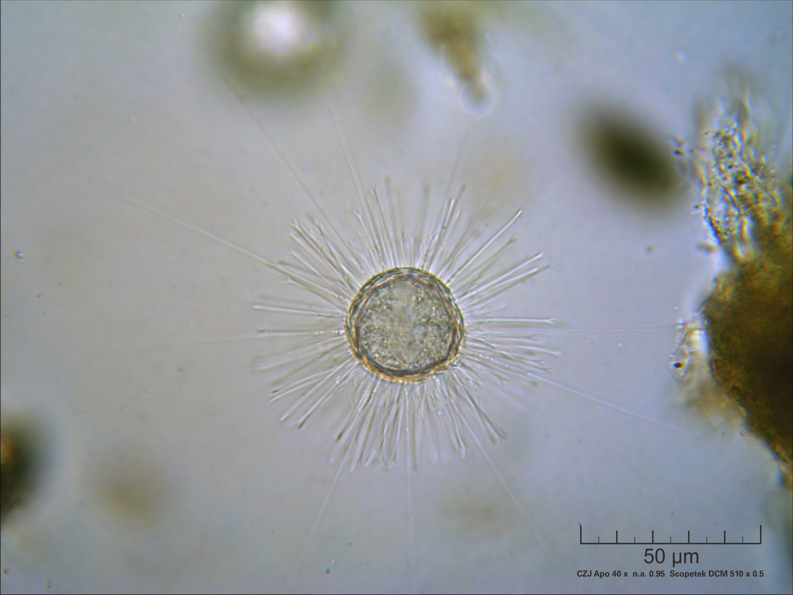 Acanthocystis turfacea?